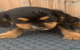 Cocker Spaniel dogs for sale: Beautiful Kc cocker spaniel  boys and girls  - Image 14