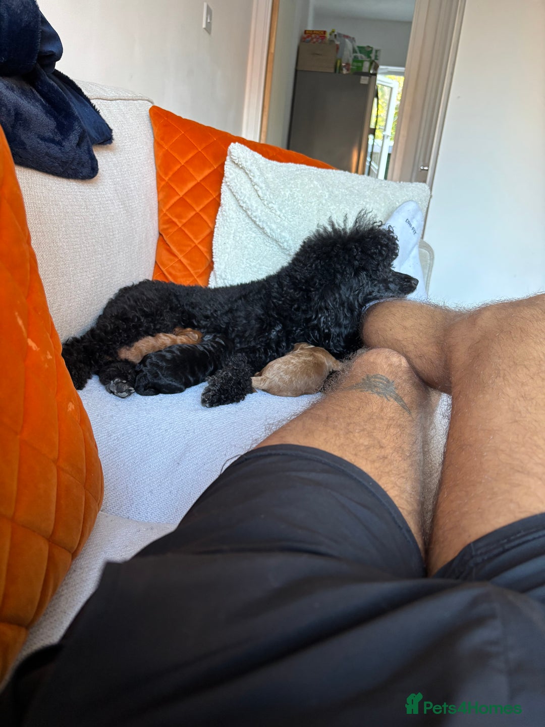 Miniature Poodle dogs for sale: Stunning Miniature Poodles  - Image 10