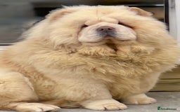 Chow Chow dogs for sale: 🧸🧸Beautiful litter of chow chow puppies🧸🧸 - Image 18