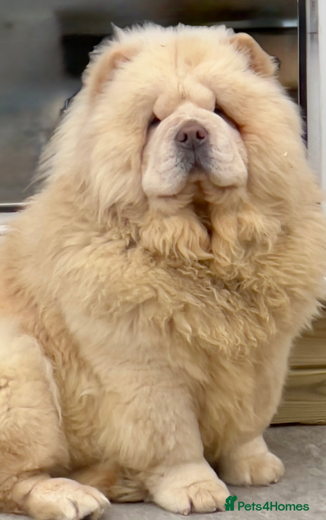 Chow Chow dogs for sale: 🧸🧸Beautiful litter of chow chow puppies🧸🧸 - Image 18