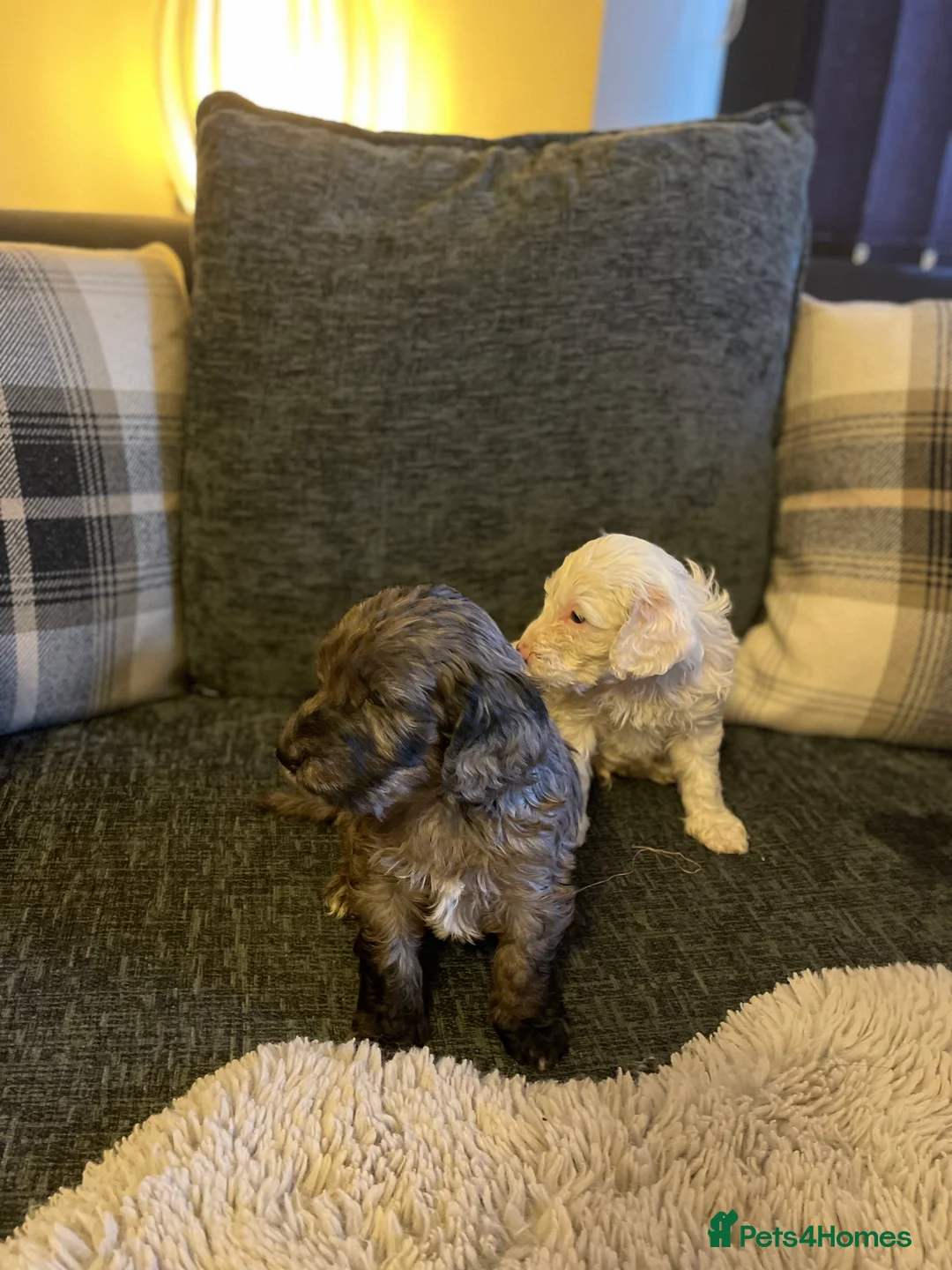 Cockapoo dogs for sale: f1 stunning toy cockerpoo  - Advert 12