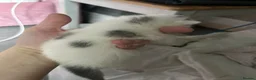 Mixed Breed cats for sale: Beautiful kittens  - Advert 14