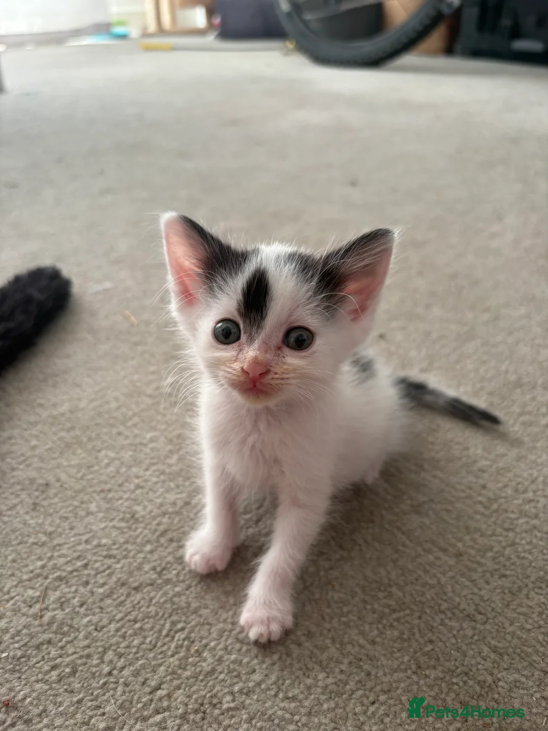 British Shorthair cats for sale: 🐾 Gorgeous 7-Week-Old Female Kittens 🐾 - Advert 2