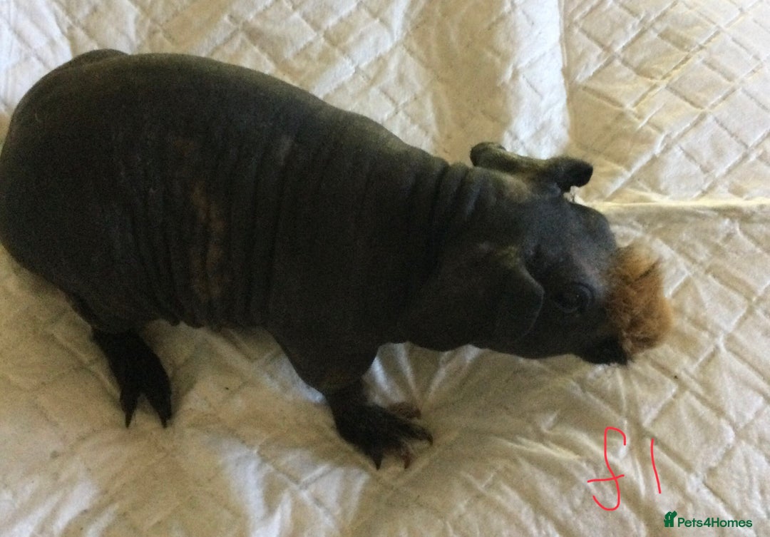 Guinea Pig rodents for sale:  skinny pigs  in Lewes - Image 23