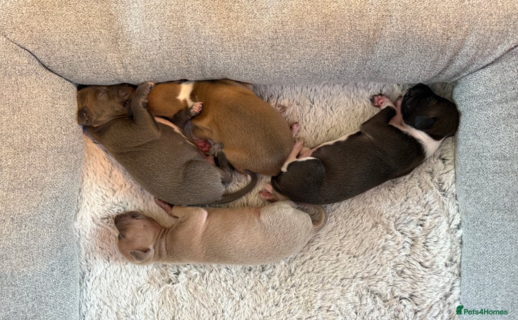 Italian Greyhound dogs - Advert 6