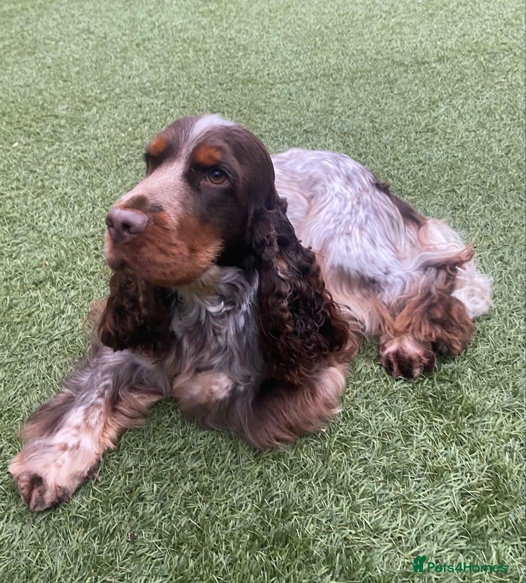 Cocker Spaniel dogs for stud: Chocolate & Tan Roan Show-Type Available at Stud - Image 3