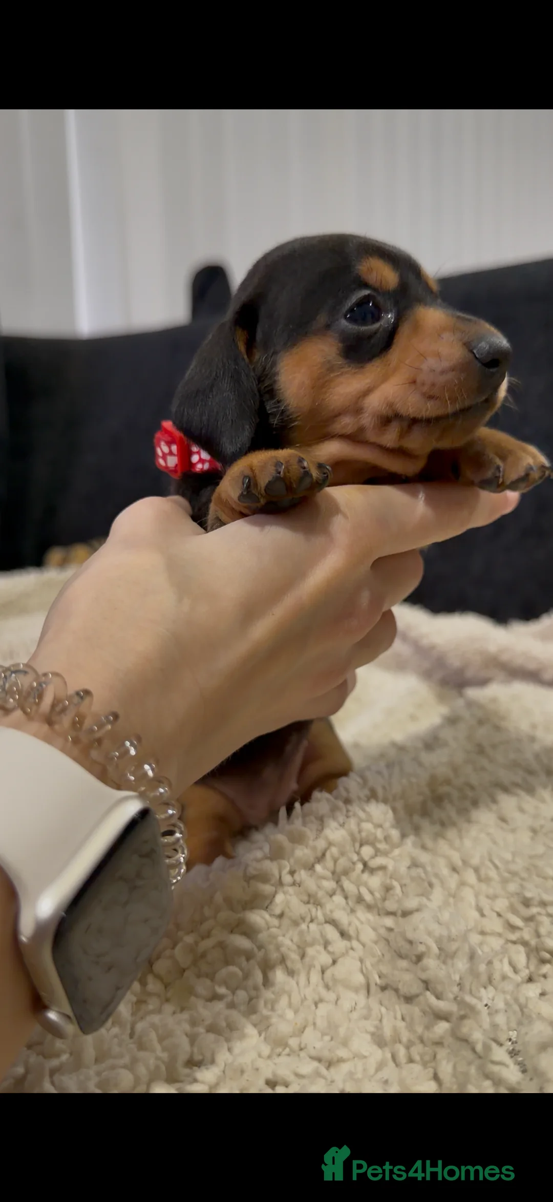 Miniature Dachshund dogs for sale: Miniature Dachshund Puppies - Advert 12