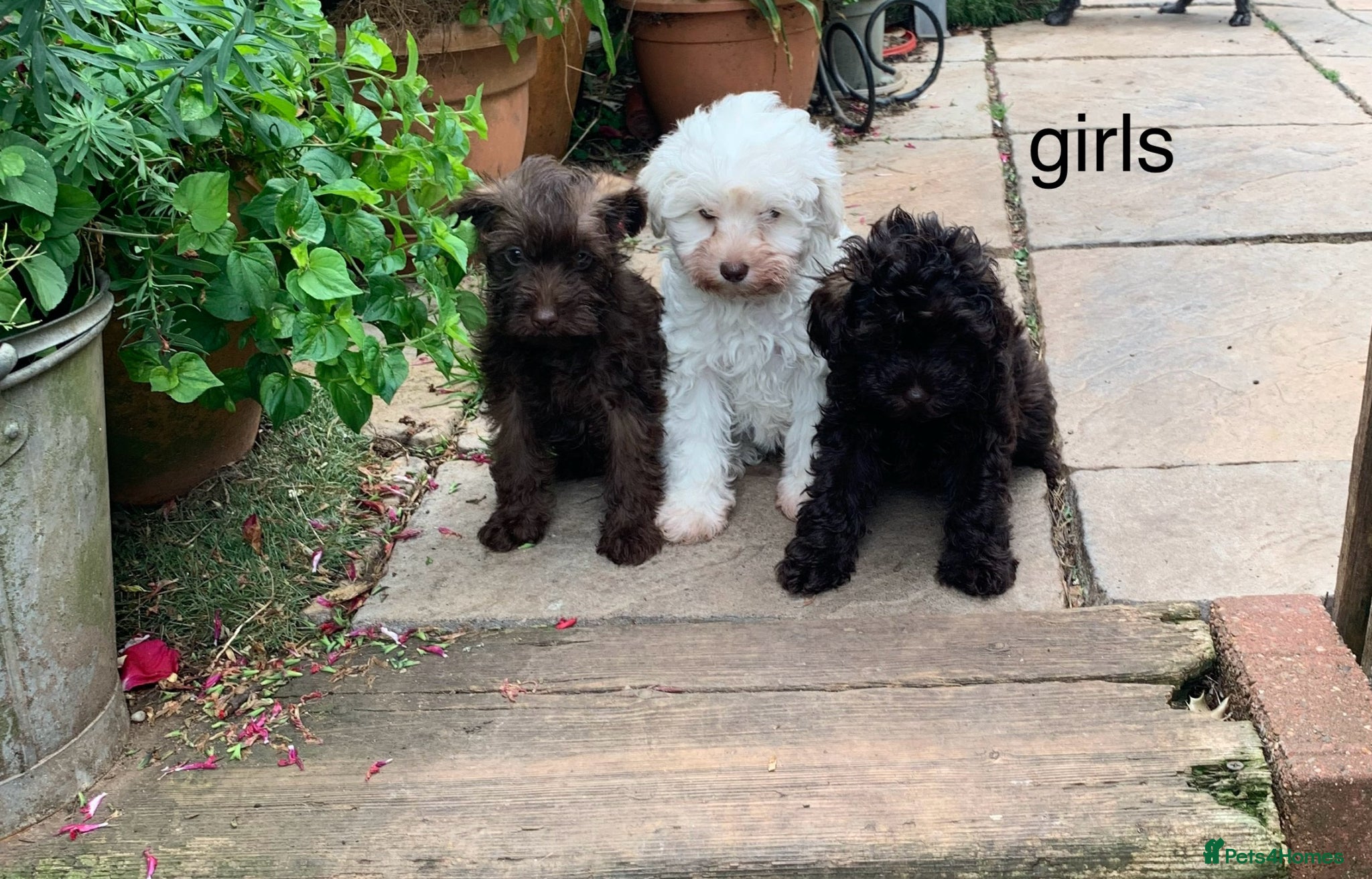 Schnoodle dogs Tiny Schnoodle Puppies 💙+ 🩷 - Advert 4