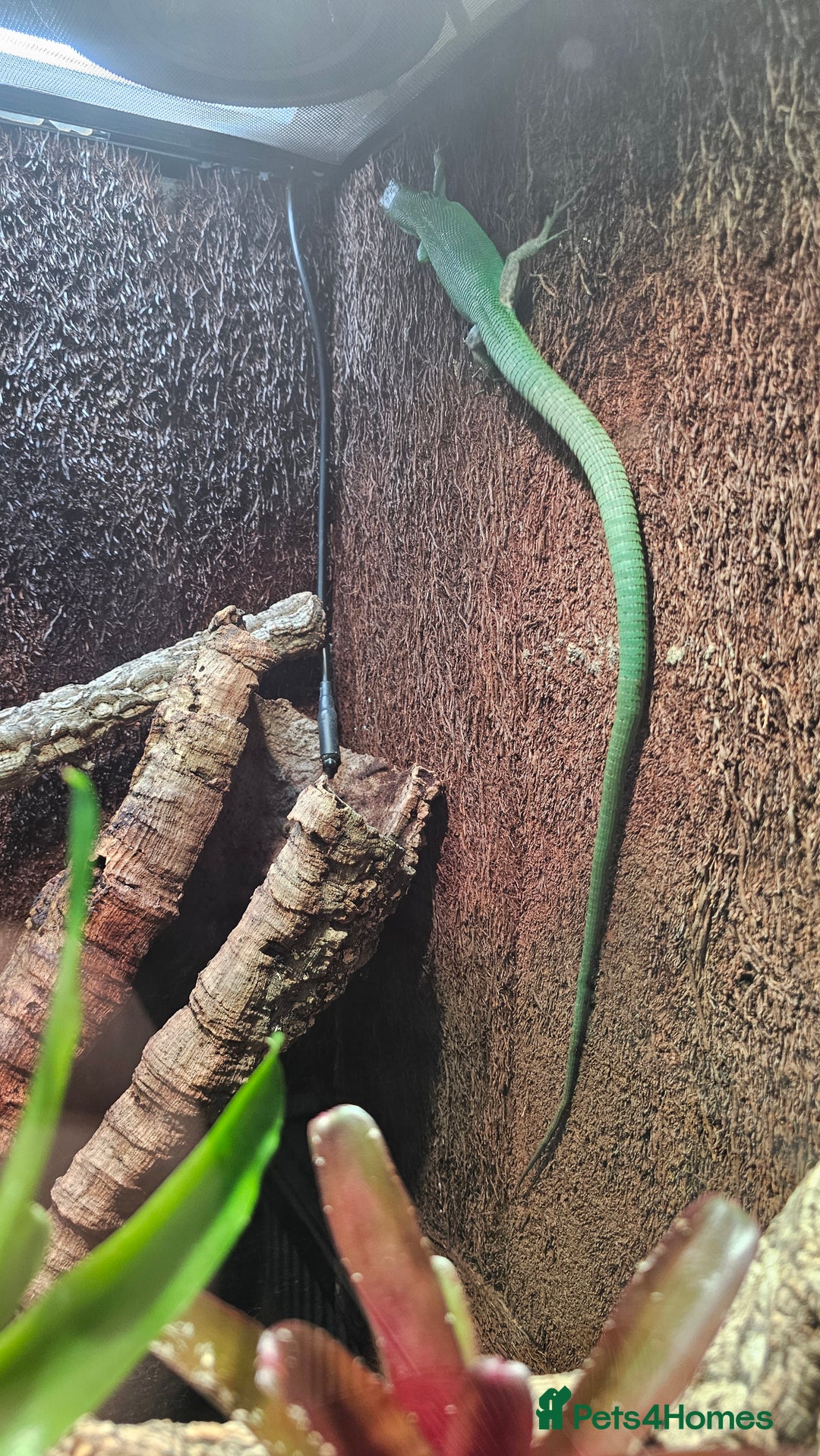 Lizard reptiles for sale: Green keel bellied lizards  - Advert 6