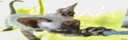 Devon Rex cats for sale: GCCF registered Devon Rex Kittens - Advert 12