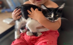 Mixed Breed cats for sale: Kitten - Image 1