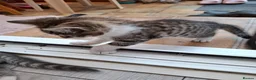 Mixed Breed cats for sale: MS BOGDANOVA  - Advert 11