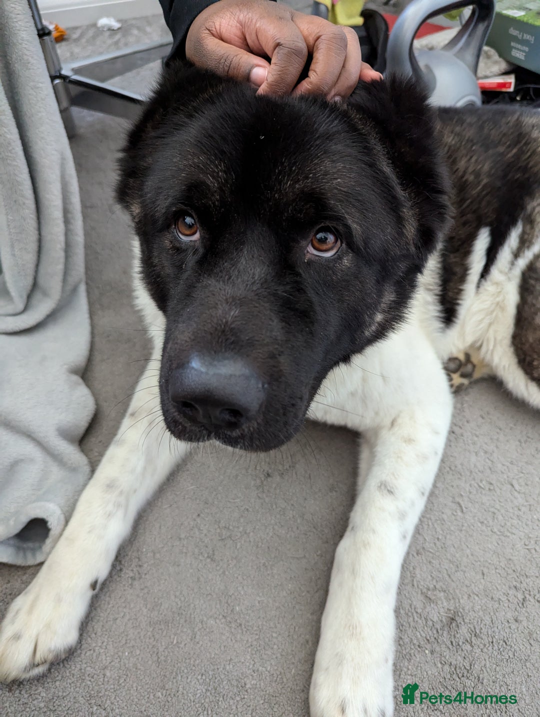 Akita dogs for sale: Zeus looking for his forever home - Advert 7