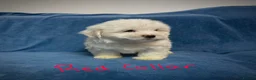 Bichon Frise dogs for sale: 6 Beautiful bichon frise puppies 🐶  in Doncaster - Advert 9