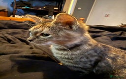 Mixed Breed cats for sale: Kittens for sale  - Advert 7