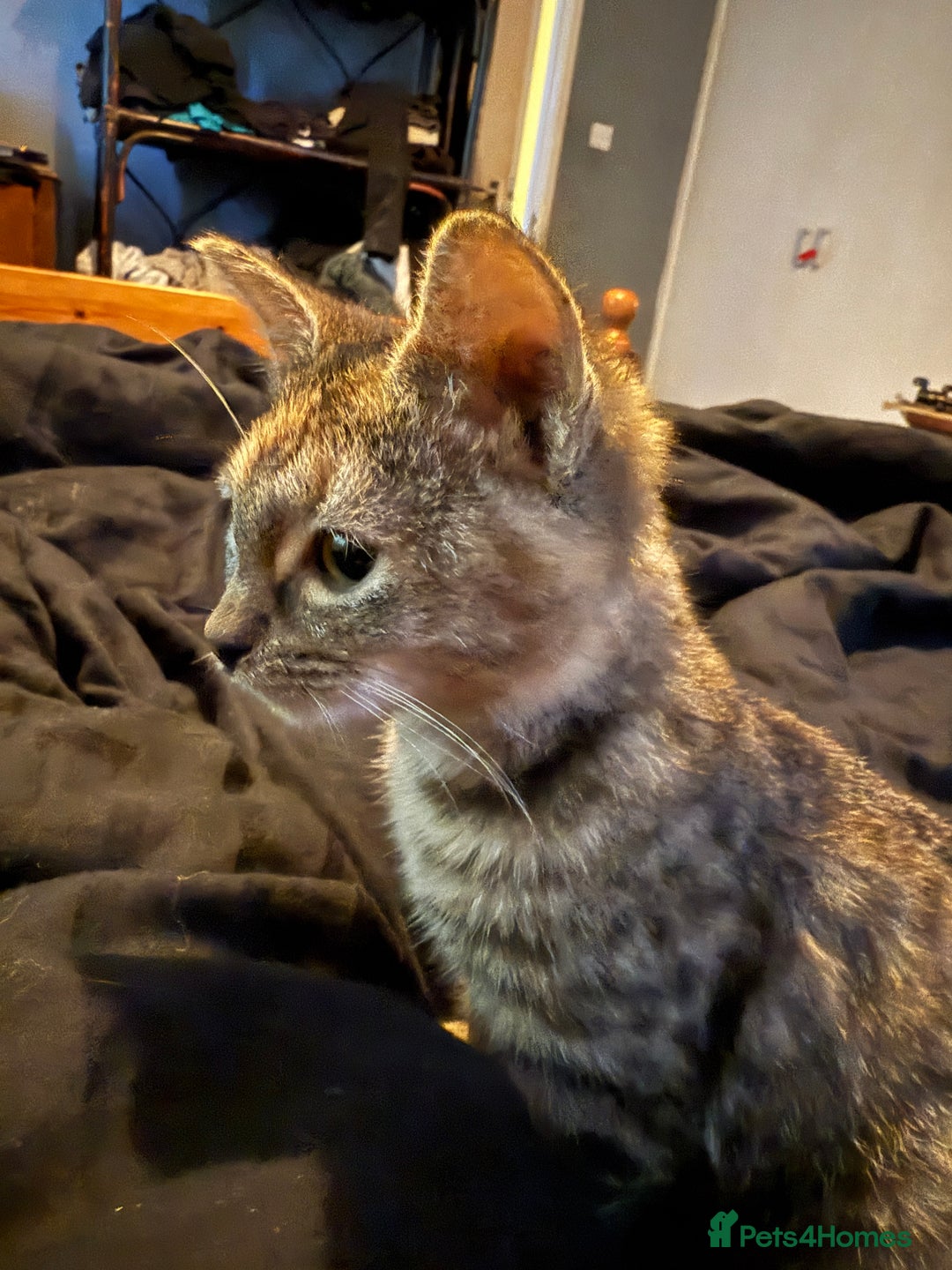 Mixed Breed cats for sale: Kittens for sale  - Advert 7