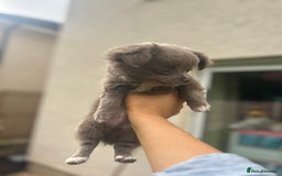 Chihuahua dogs for sale: Beautiful long coat pure breed chihuahua  - Image 22