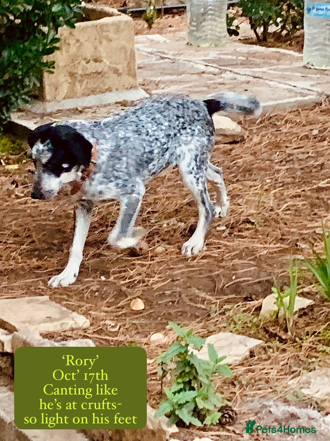 Mixed Breed dogs for adoption: Rory, 6-7 months approx. Available for adoption. - Advert 5