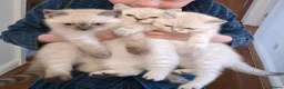 British Shorthair cats for sale: Very rare colour Pure Pedigres BSH female kitten - Advert 4