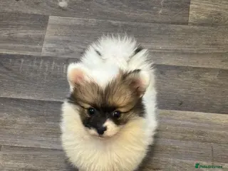 Pomchi dogs OPEN TO OFFERS READY TO LEAVE 16/02/26 - Advert 16