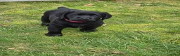 Labrador Retriever dogs for sale: KC Registered- Black Labrador Puppies x 4 - Advert 10