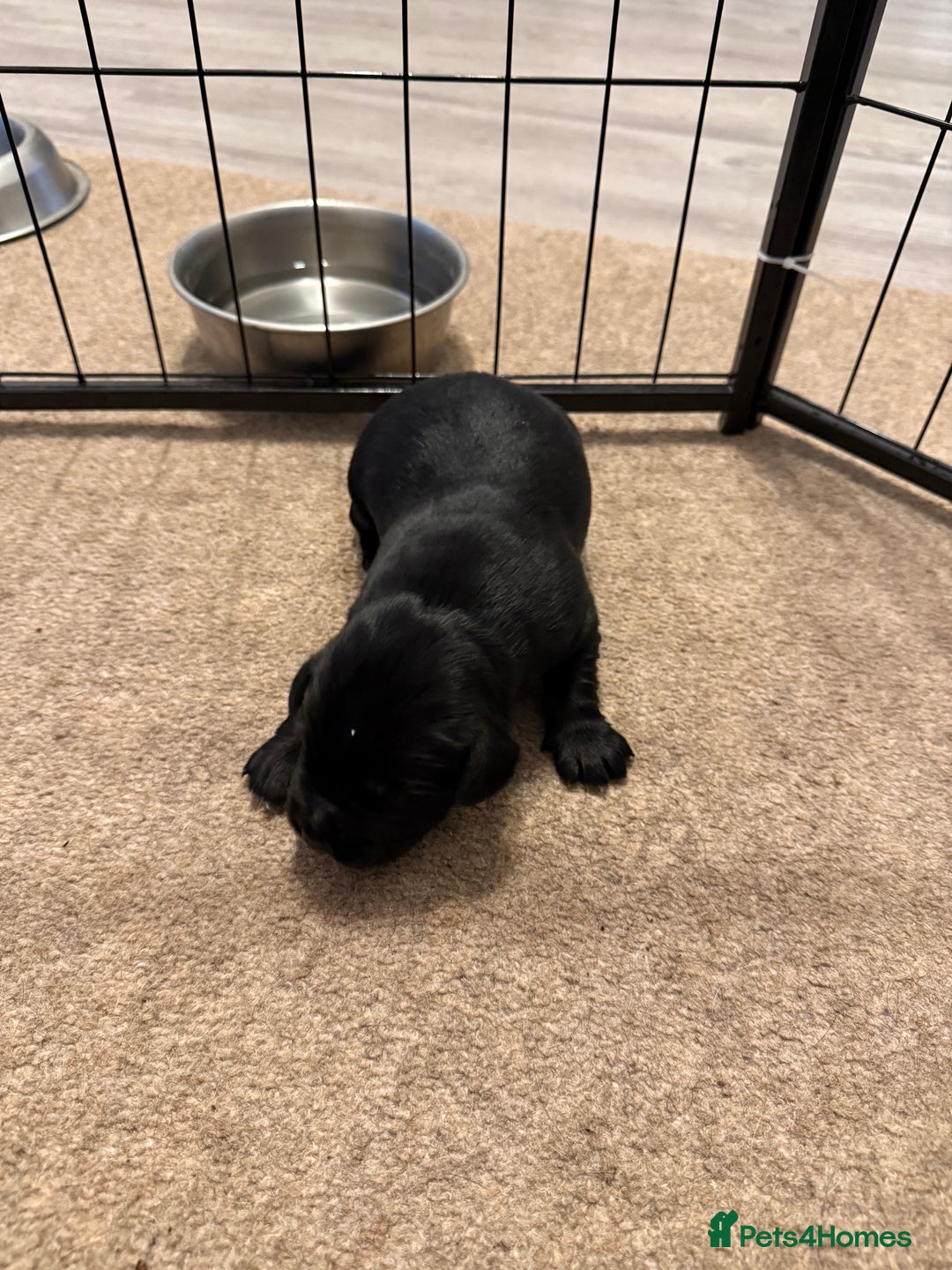 Cockerdor dogs for sale: Cocker spaniel/ Labrador puppies  - Advert 15