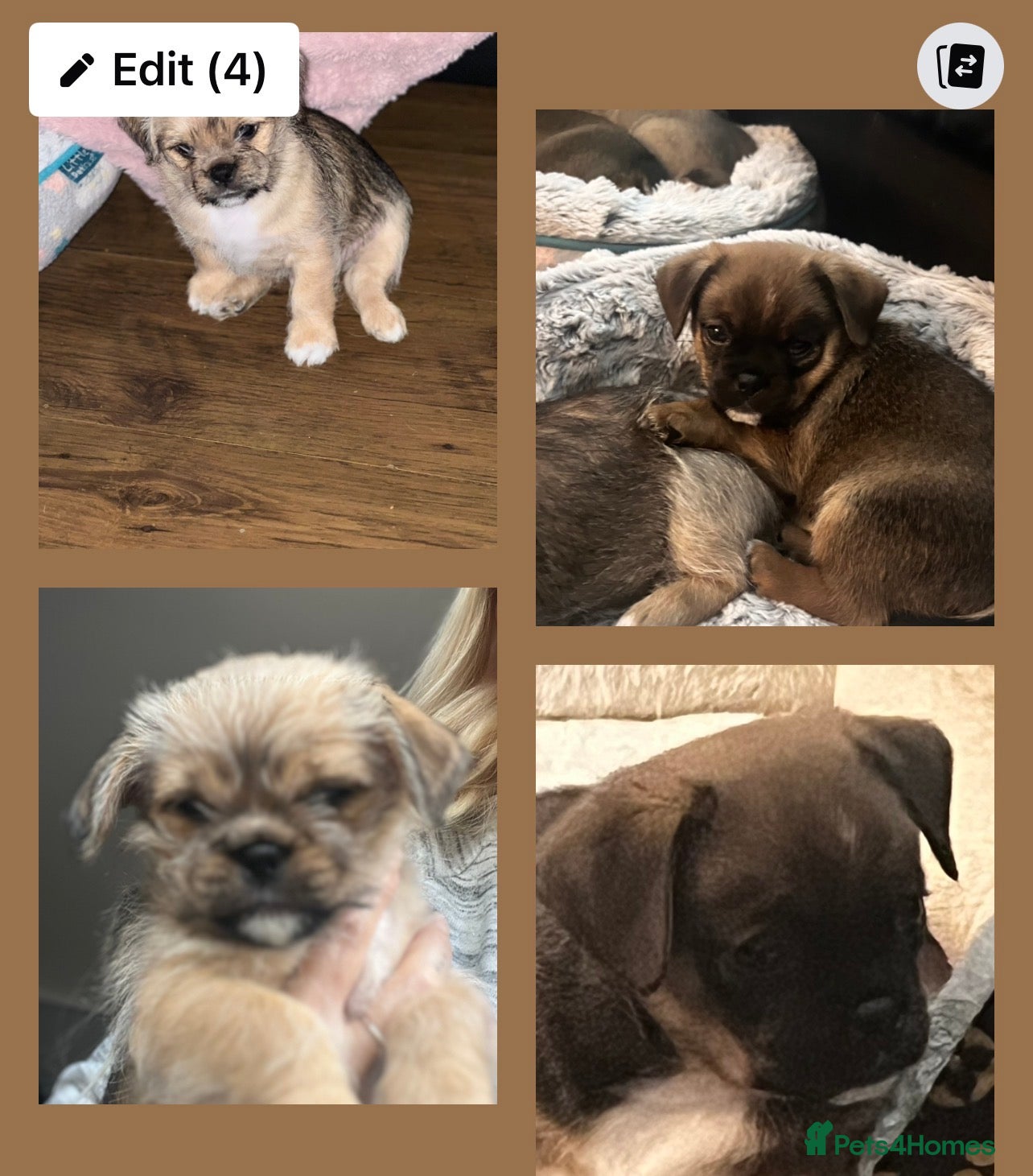Mixed Breed dogs 3 beautiful shiranian cross pug puppies for sale.  - Advert 15