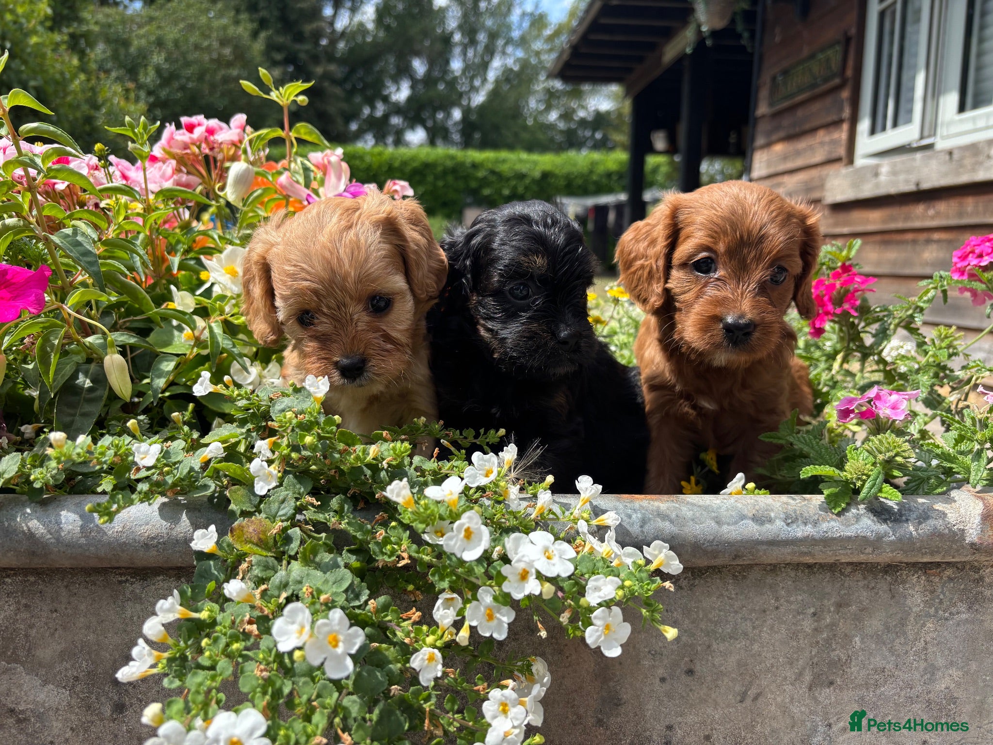 Cavapoo dogs F1 Cavapoo puppies health test clear - Advert 2