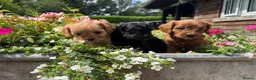 Cavapoo dogs for sale: F1 Cavapoo puppies health test clear - Advert 2