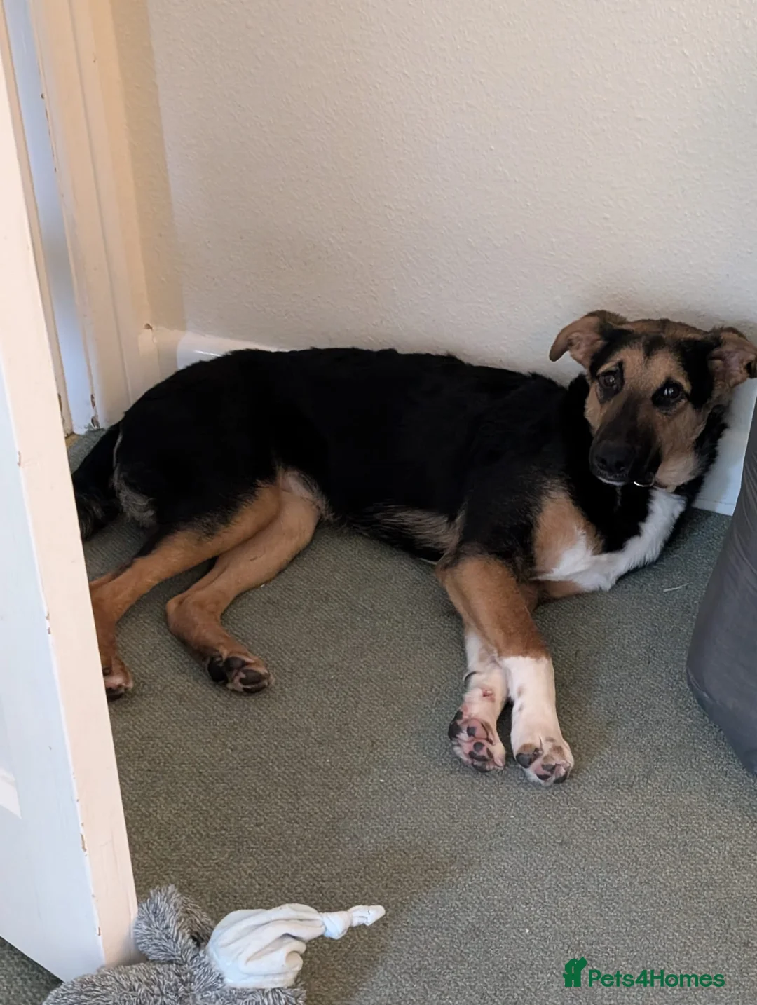 Mixed Breed dogs for adoption: 💙BRUNO💙Loyal Loving Overlooked 11 months old - Advert 8