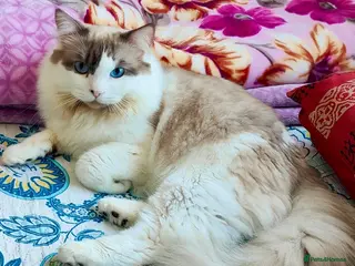 Ragdoll cats Ragdoll for Stud - Advert 17