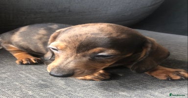 Miniature Dachshund dogs - Advert 3