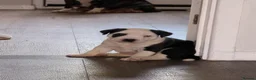 Staffordshire Bull Terrier dogs for sale: STUNNING CHUNKY STAFFY PUPPIES  - Advert 19