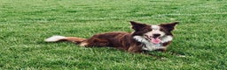 Border Collie dogs for stud: Red/white Border collie STUD DNA tested  in Batley - Advert 9