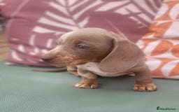 Miniature Dachshund dogs for sale: Isabella Dapple Boy left Miniature Dachshunds  - Image 1