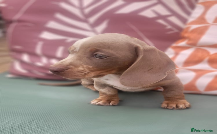Miniature Dachshund dogs - Advert 13