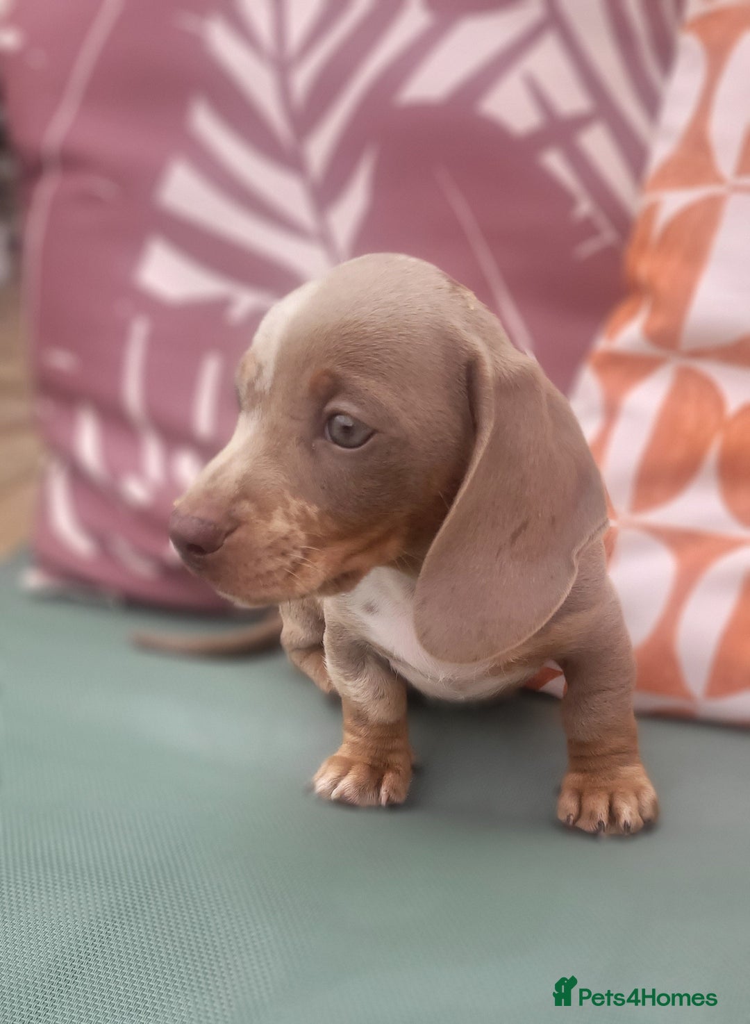 Miniature Dachshund dogs for sale: Isabella Dapple Boy left Miniature Dachshunds  - Image 1