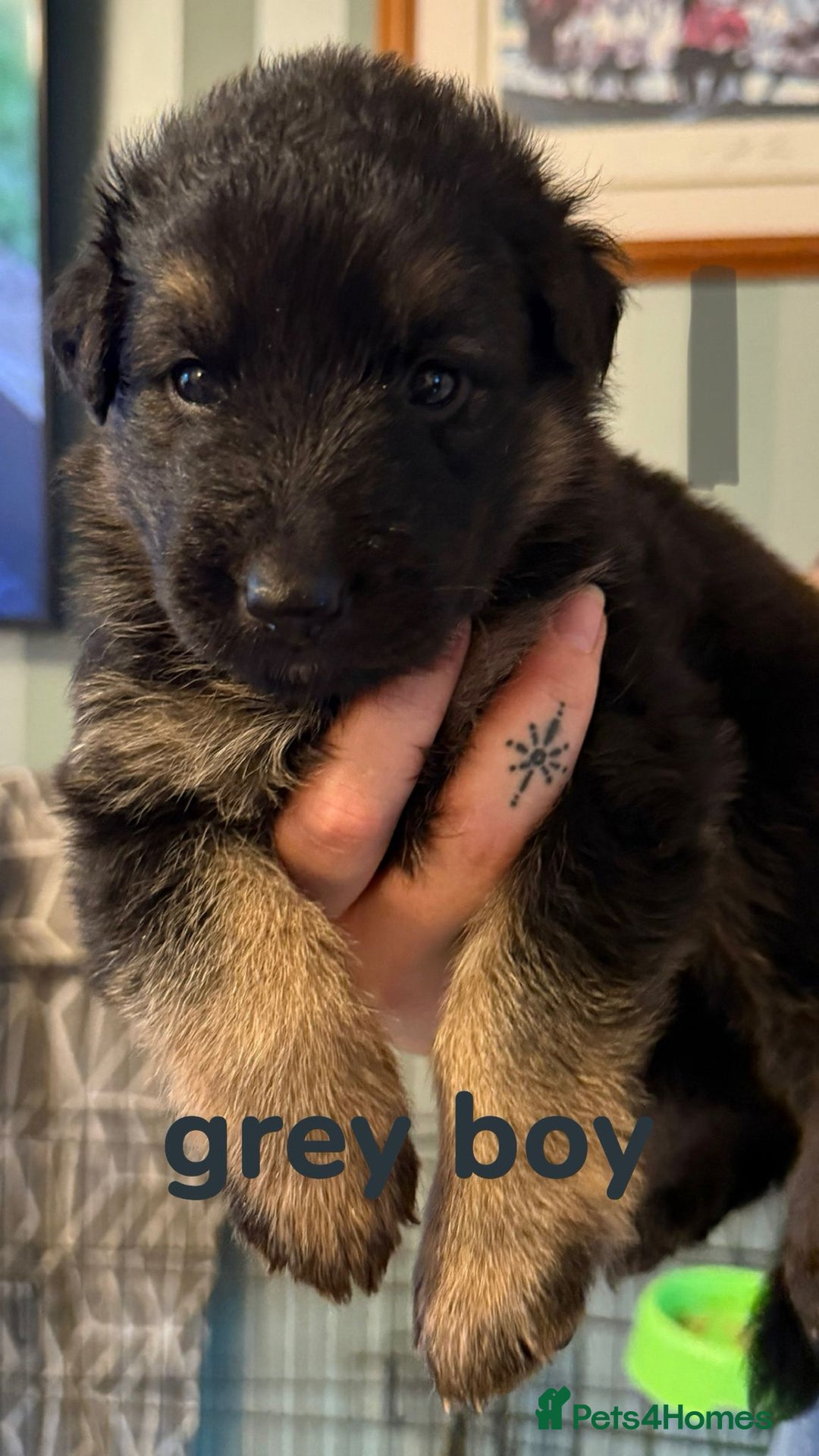 German Shepherd dogs for sale: German shepherd pedigree puppies- four weeks old. - Image 17