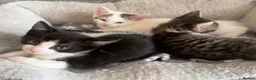 Mixed Breed cats for sale: Kittens/cats looking for their forever home in Luton - Advert 5