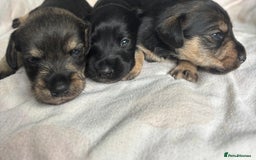 Mixed Breed dogs for sale: SCHNOXIES (MINI DAXI CROSS MINI SCHNAUZER) - Image 10