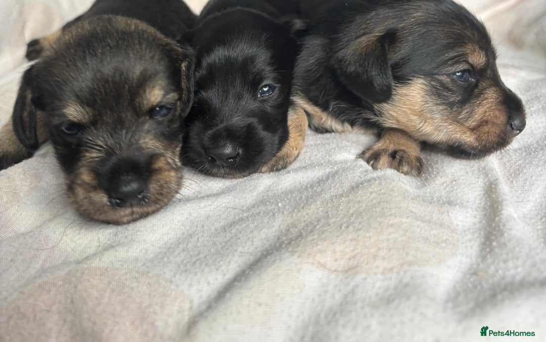 Mixed Breed dogs for sale: SCHNOXIES (MINI DAXI CROSS MINI SCHNAUZER) - Image 10