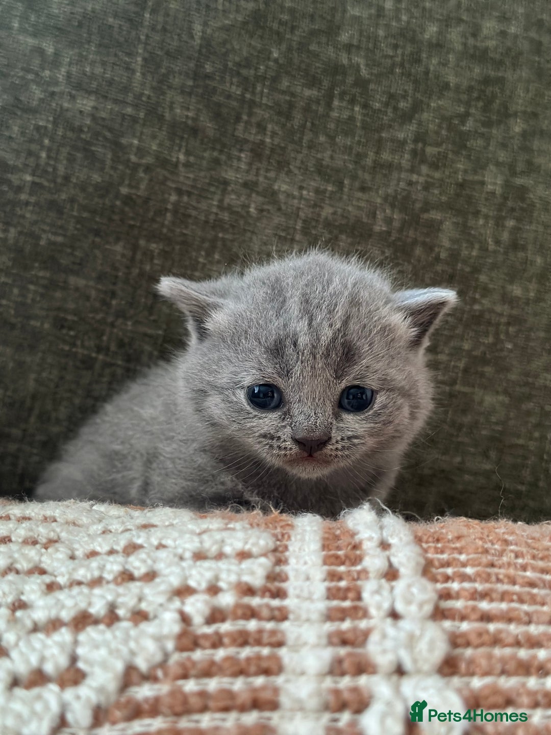 British Shorthair cats for sale: GCCF Registered British Shorthair kittens  - Advert 8
