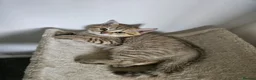 British Shorthair cats for sale: British Shorthair kittens! 2 LEFT!  - Advert 10