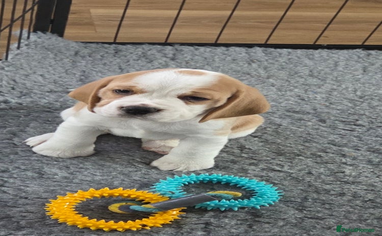 Beagle dogs - Advert 1