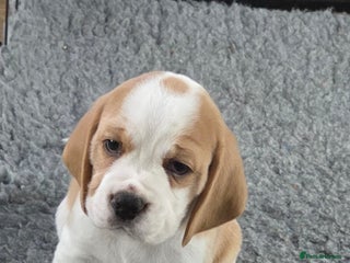 Beagle dogs - Advert 21