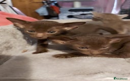 Oriental cats for sale: Full Pedigree Oriental 3 Kittens XL size ears GCCF - Image 20