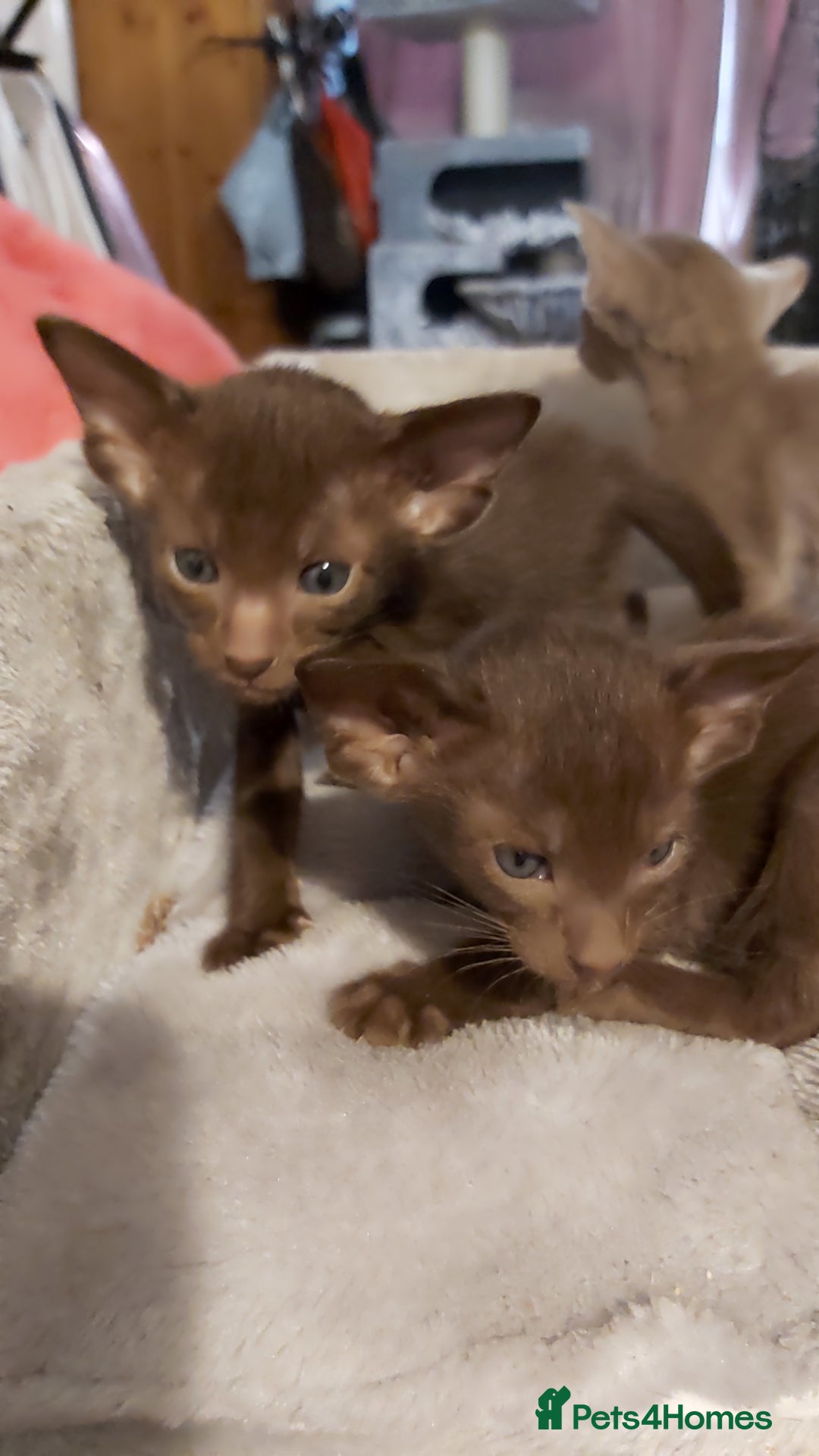 Oriental cats for sale: Full Pedigree Oriental 3 Kittens XL size ears GCCF - Image 20