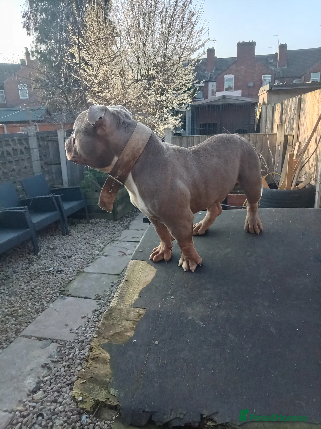 American Bully dogs for sale: 10" Micro bully KINGPIN LOCOLV 3RD GEN - Advert 2