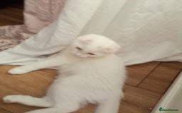 Scottish Fold cats for sale: 1 cutie cream folded girl & 1 straight cream  girl - Image 8
