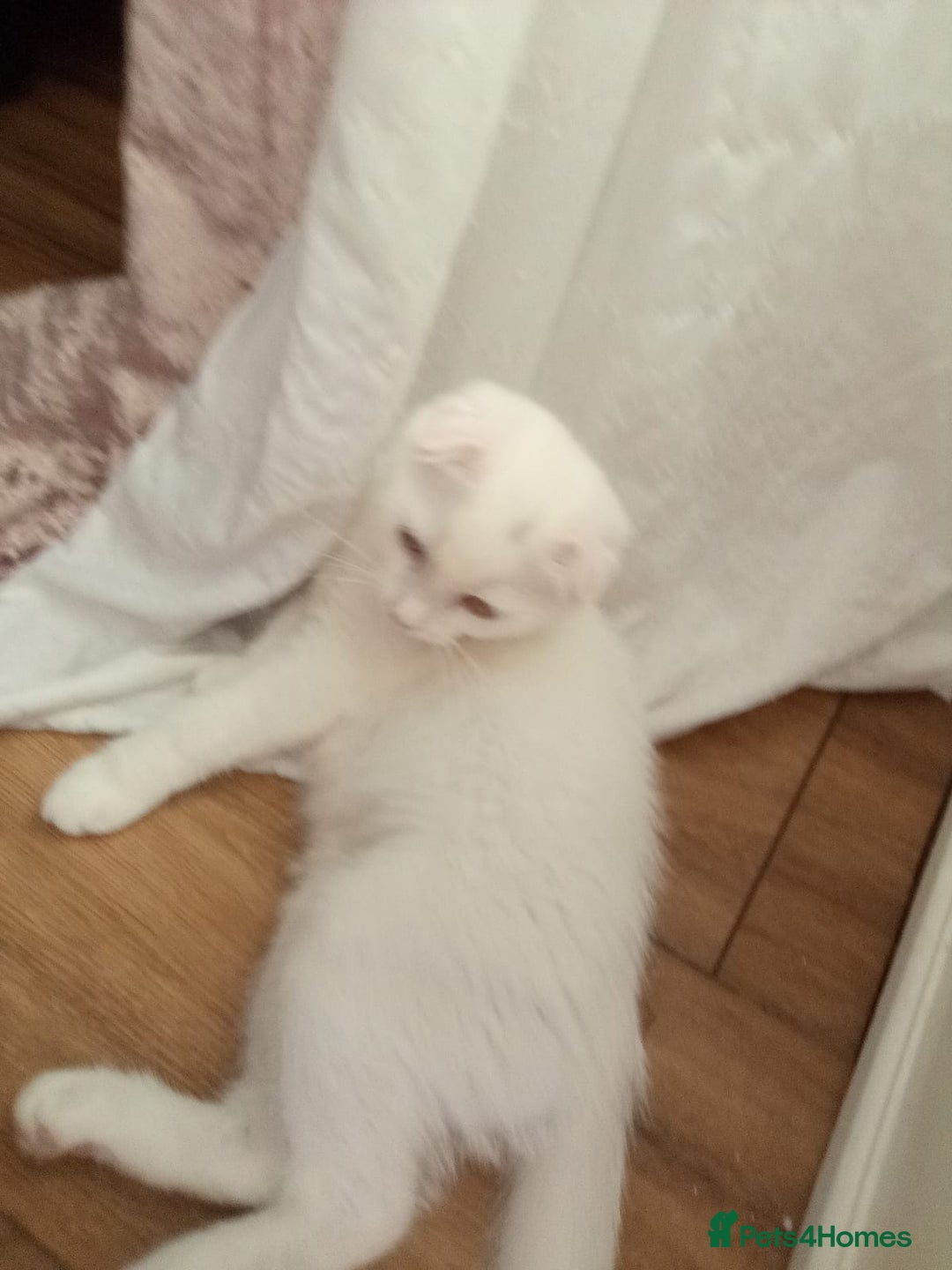 Scottish Fold cats for sale: 1 cutie cream folded girl & 1 straight cream  girl - Image 8